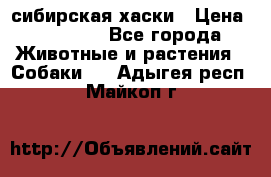 l: сибирская хаски › Цена ­ 10 000 - Все города Животные и растения » Собаки   . Адыгея респ.,Майкоп г.
